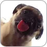 Dog Licker Live Wallpaper LWP 1.3 Icon