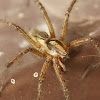 Spider identification help