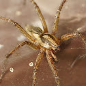 Spider identification help