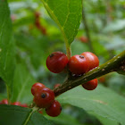 American Winterberry