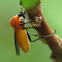 Harlequin Fly (female)