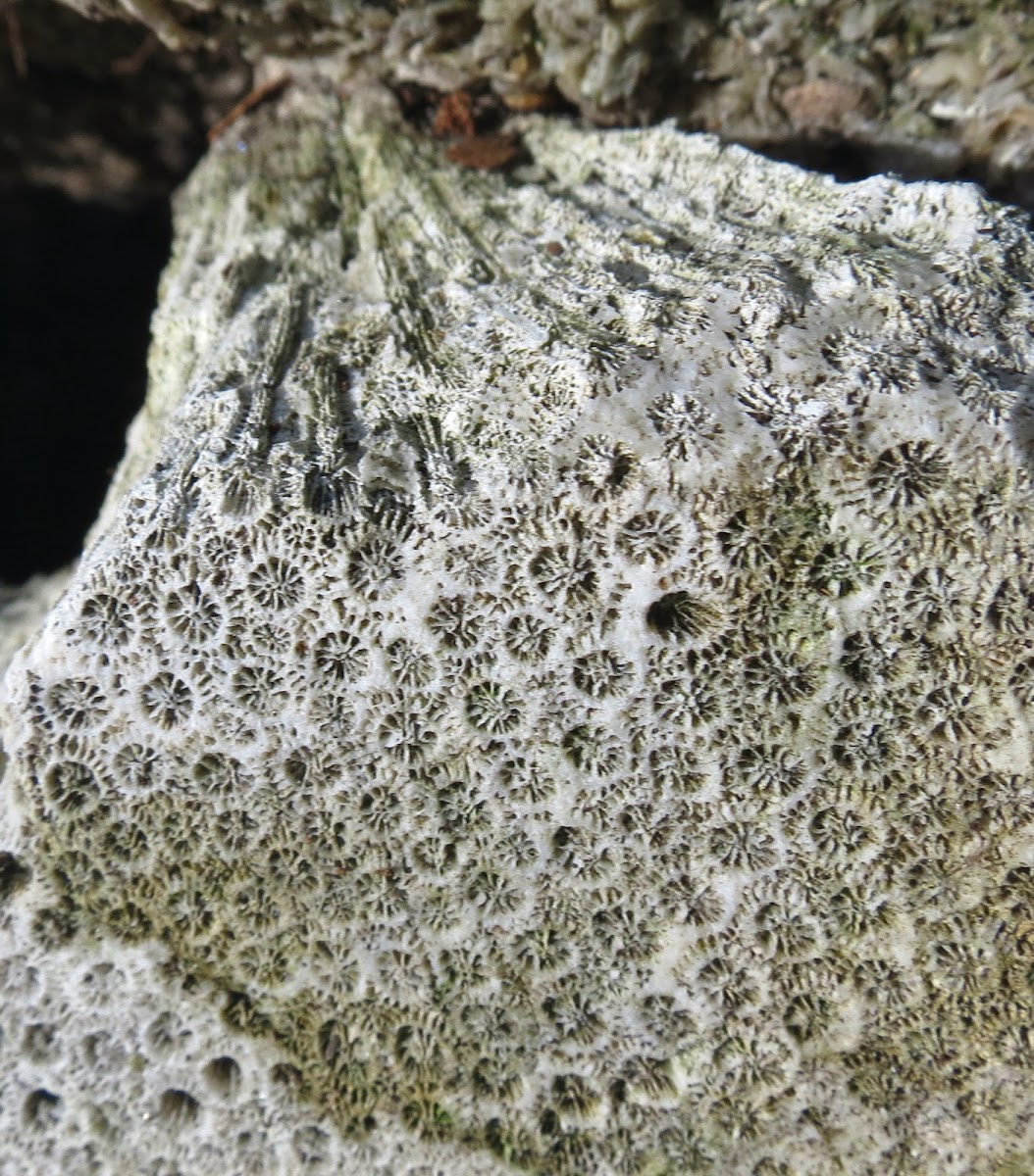 Star coral fossil