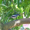 Oriental Magpie-Robin (female)
