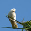 Little corella