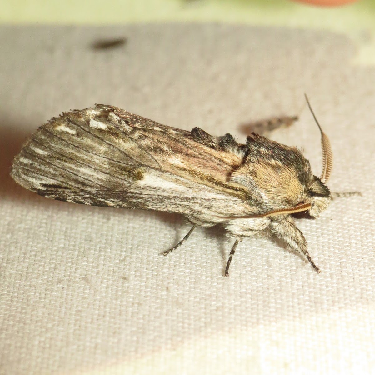 White-streaked Prominent