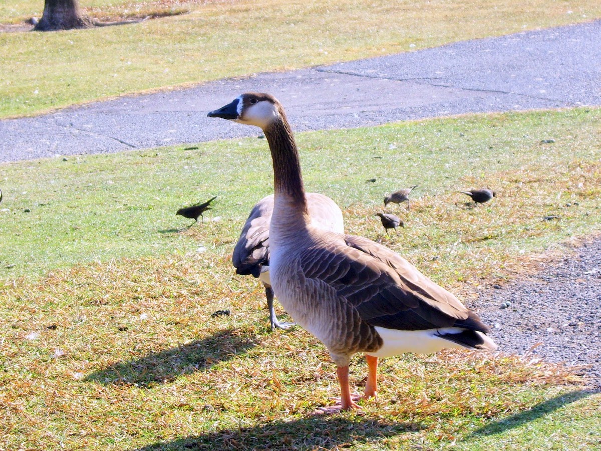 Goose Hybrid.