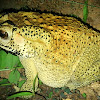 Common indian Toad