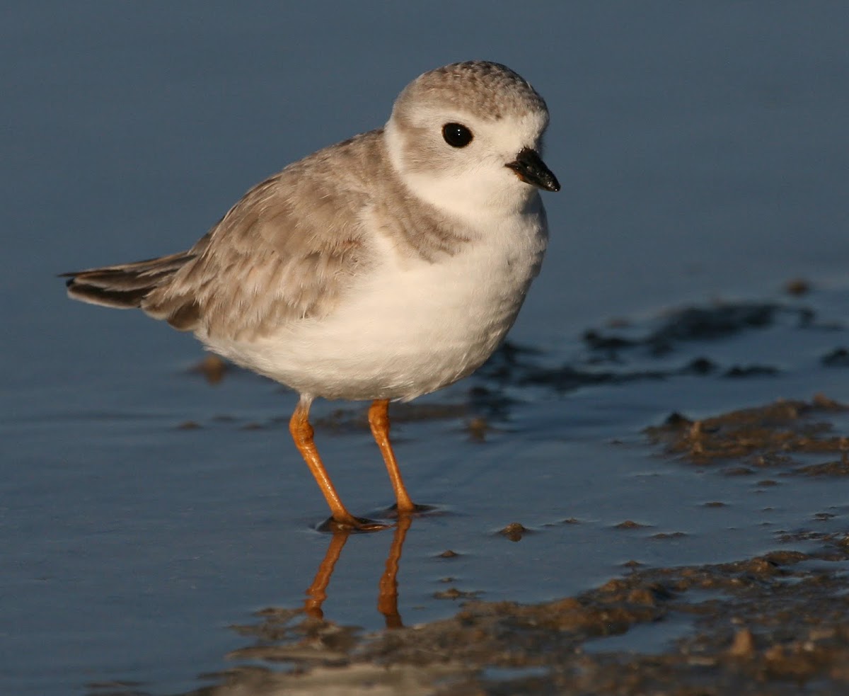 Piping Plover Project Noah