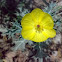 An Unknown Yellow Flower