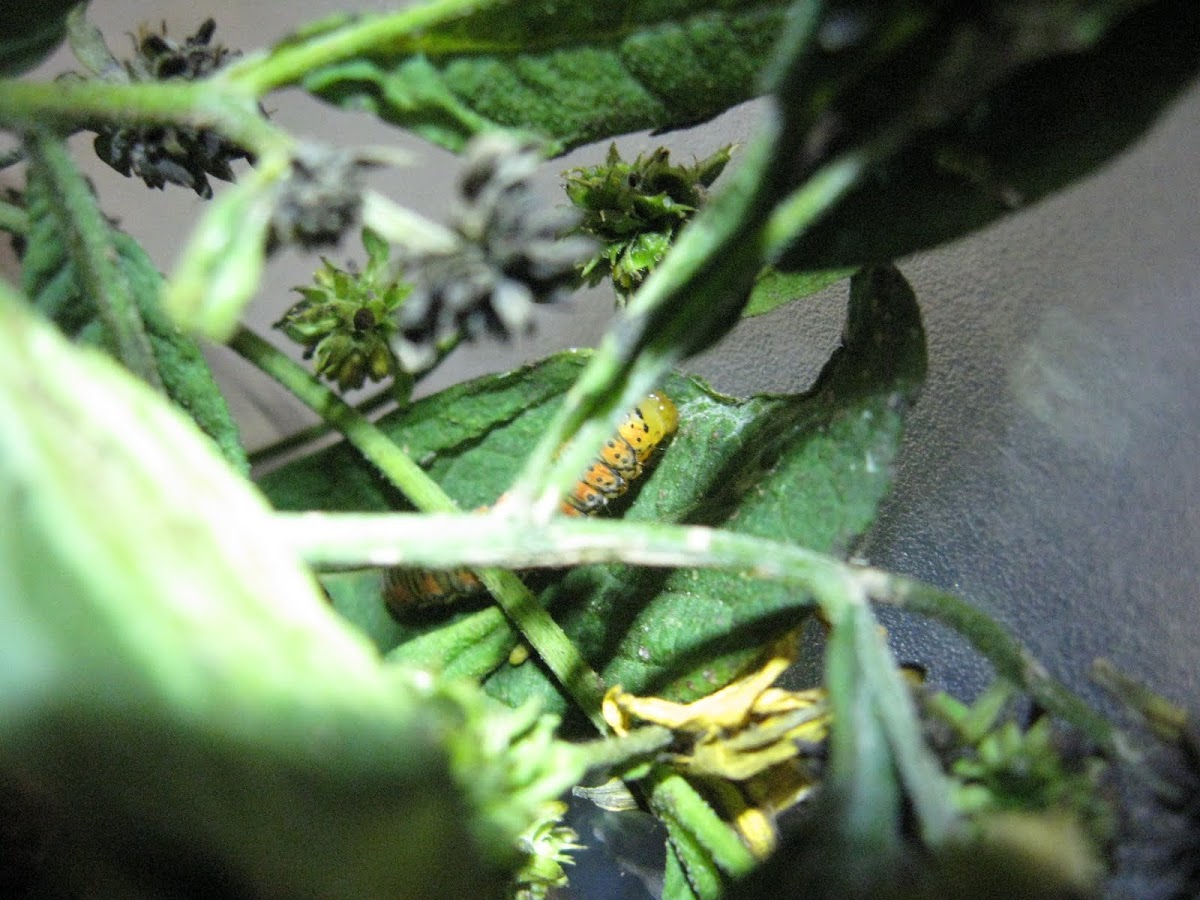 Orange caterpillar
