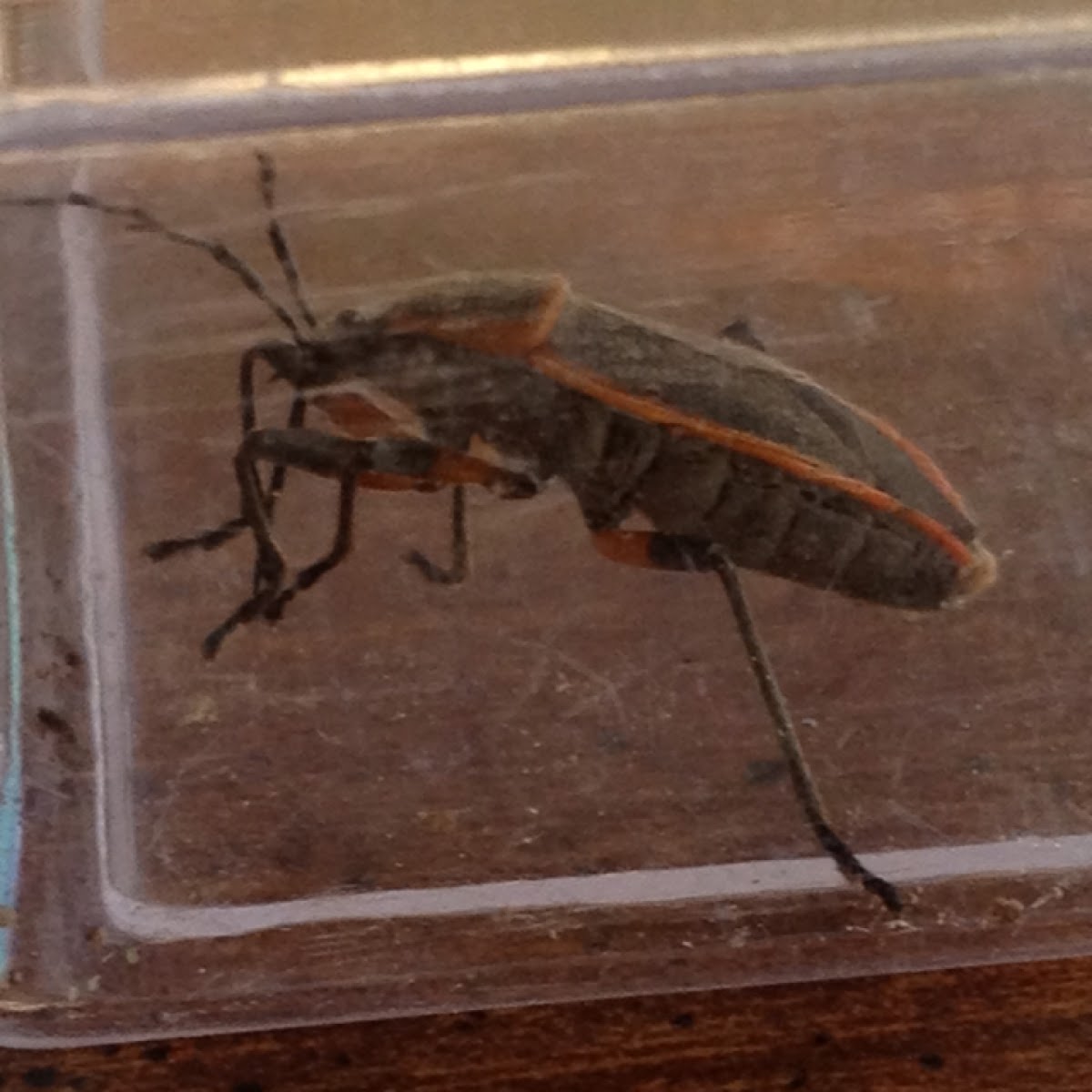 Bordered Plant Bug