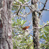 hepatic tanager