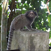 Sagui-de-tufo-preto ou Mico estrela  (Black tufted marmoset)