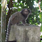 Sagui-de-tufo-preto ou Mico estrela  (Black tufted marmoset)