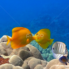 South Maui, Ahihi national marine  reserve  by Tatiana Gonnason - Animals Fish