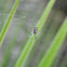 orchard spider