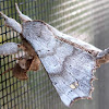 The Angel Moth
