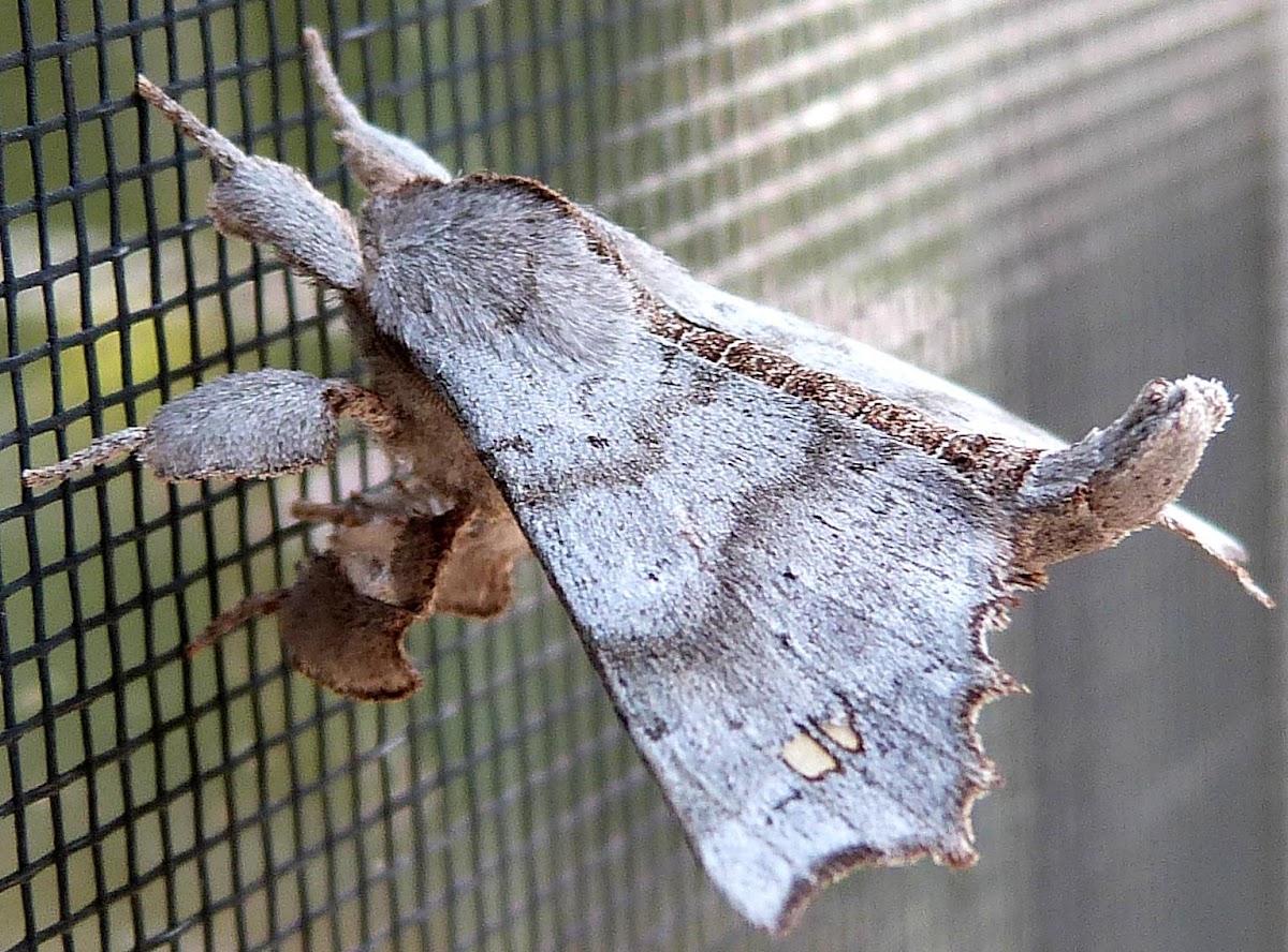 The Angel Moth