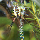 Yellow and Black Argiope