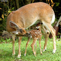 White-tailed deer, fawn