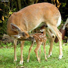 White-tailed deer, fawn