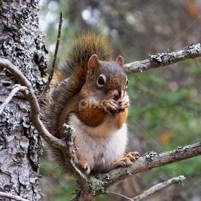 by Christiane Ouellet - Animals Other