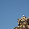 Snowy Egret