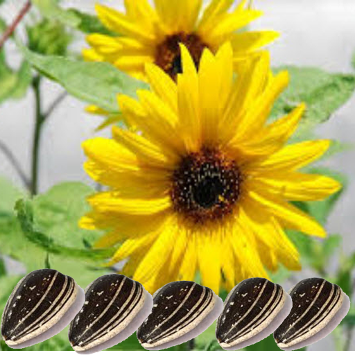 Health Benefits of Sunflower