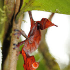 Satanic Leaf-tailed Gecko
