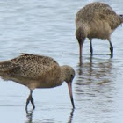 Marbled Godwit