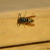 Norwegian Wasp