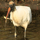 Wood Stork