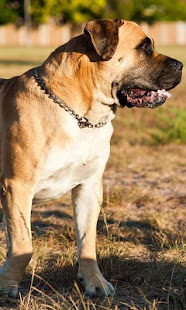 购买boerboel壁纸(圖3)-速報App