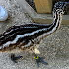 Common Emu (chick)