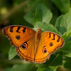 The Peacock Pansy (wet season form)