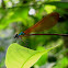 Damselfly