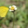 Grass Yellow Butterfly