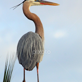 Great Blue Heron by Sandra Blair - Animals Birds