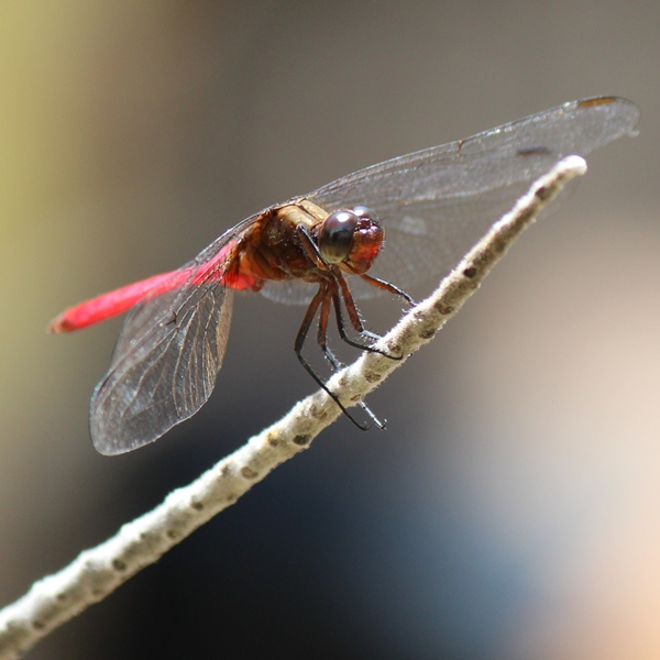 Fiery Skimmer Dragonfly