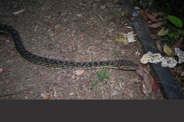 Amethyst Python, Scrub Python | Project Noah