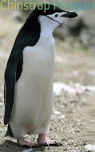 Wild Animals of Antarctica - náhled