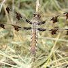 The Common Whitetail or Long-tailed Skimmer
