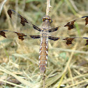 The Common Whitetail or Long-tailed Skimmer