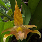 Lobb's Orchid