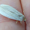 Dingy Footman Moth - dead one ;(