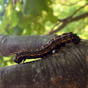 Orange-tipped Oakworm Caterpillar