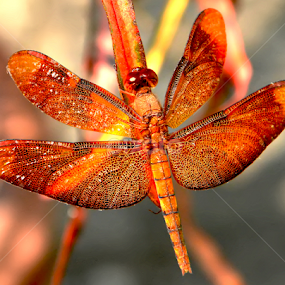 Dragonfly by Saptarshi Datta - Animals Insects & Spiders