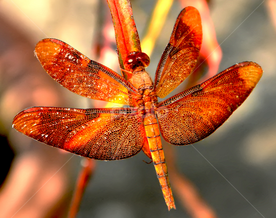 Dragonfly by Saptarshi Datta - Animals Insects & Spiders