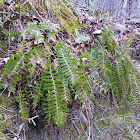 Christmas fern