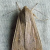 Hodges#10438, The White-speck